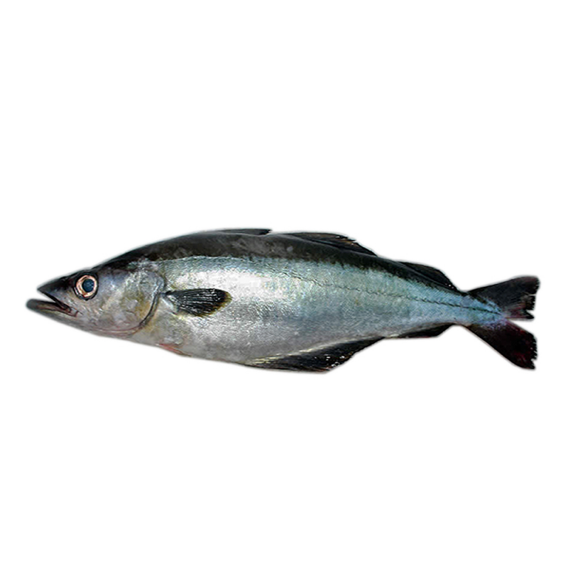 Abadejo patagónico (Genypterus blacodes), pescado de profundidad